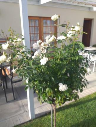 Ansa Guest House and Catering room 2
