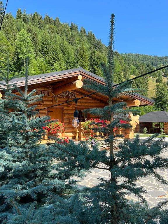 Cabana Caprioara room 1