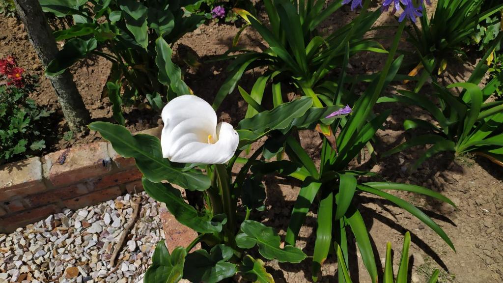 Cabaña La Romita room 5