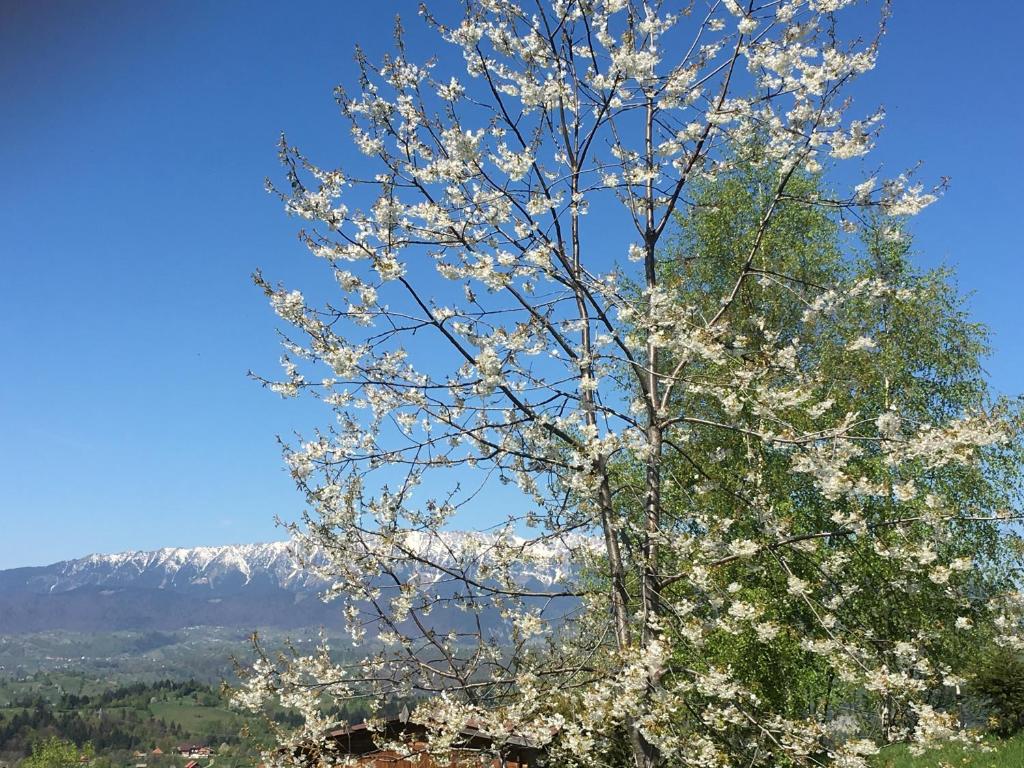 Casa de la Bran room 3