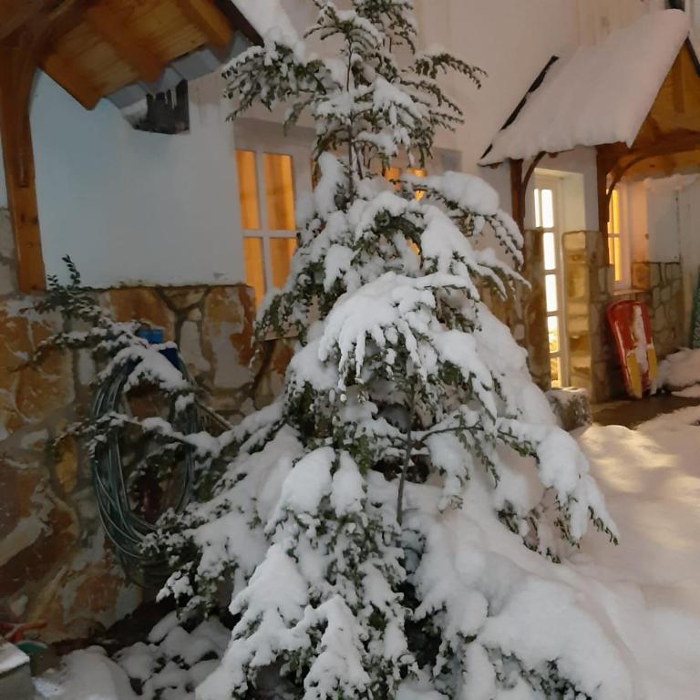 Departamentos del Bosque room 1