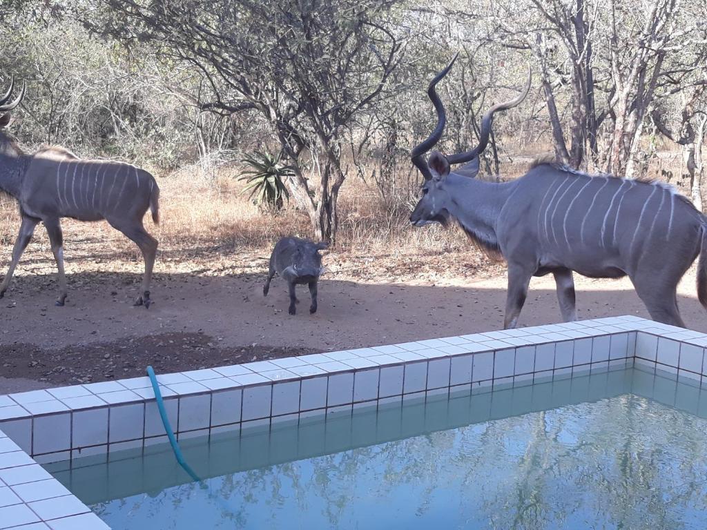 Eagle's Crest room 2