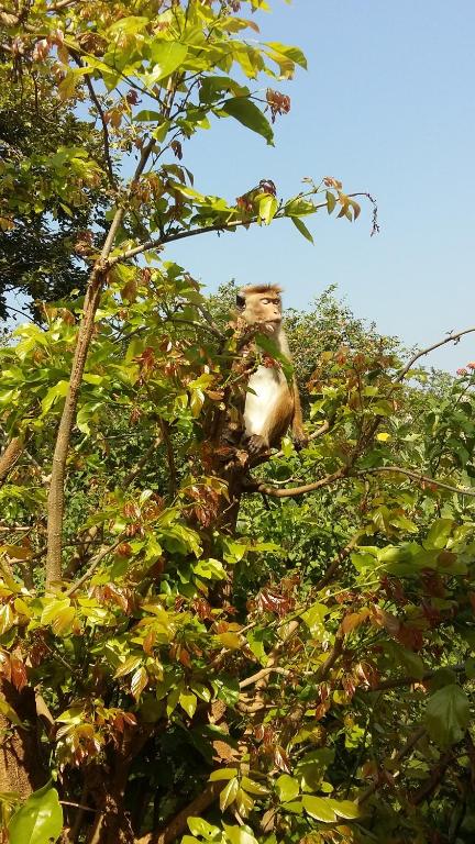 Elephants Fence Guest & Safari Services room 1