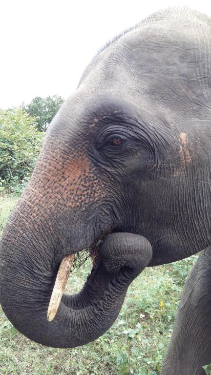 Elephants Fence Guest & Safari Services room 2