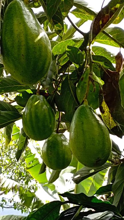 Finca Agro Turistica Babilonia room 5