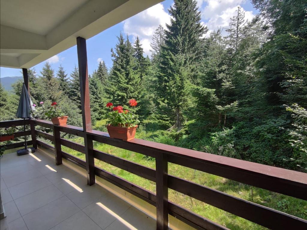 Green Studio Predeal room 3