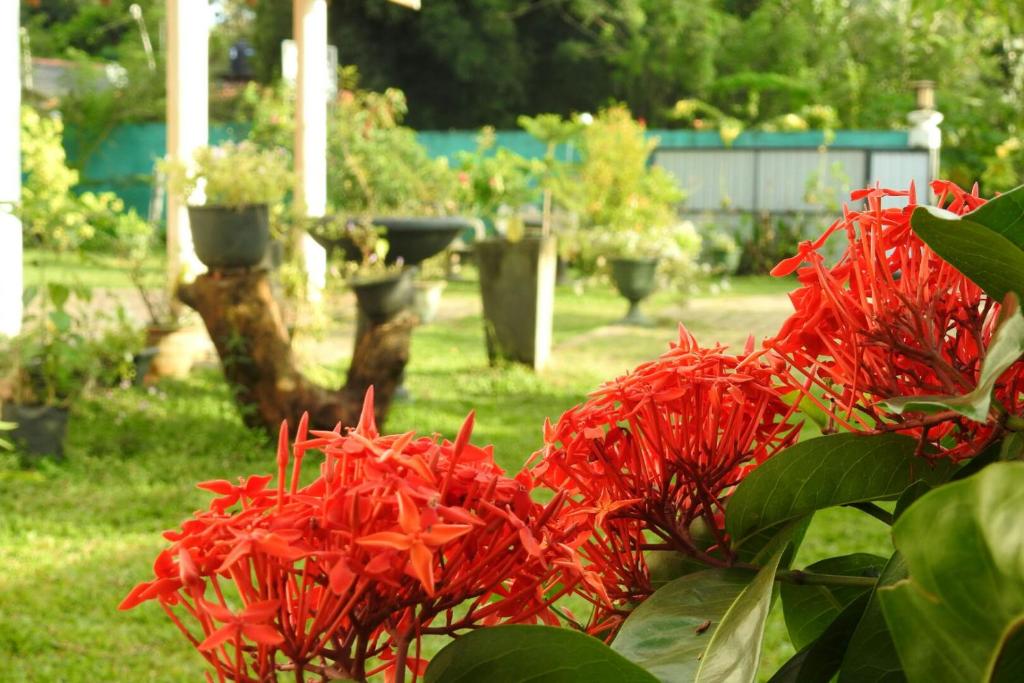 Hotel Nimjaya room 6