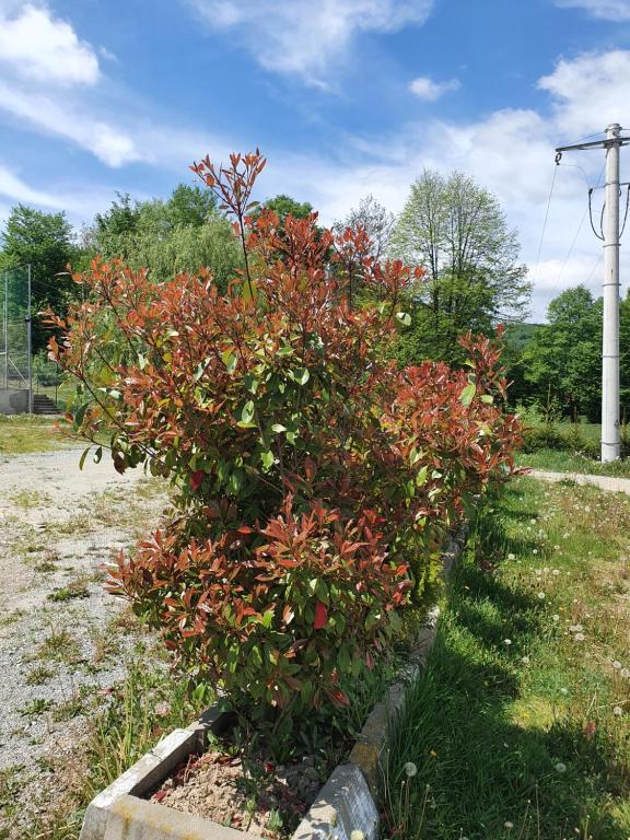 Pensiunea Roua Muntelui room 3