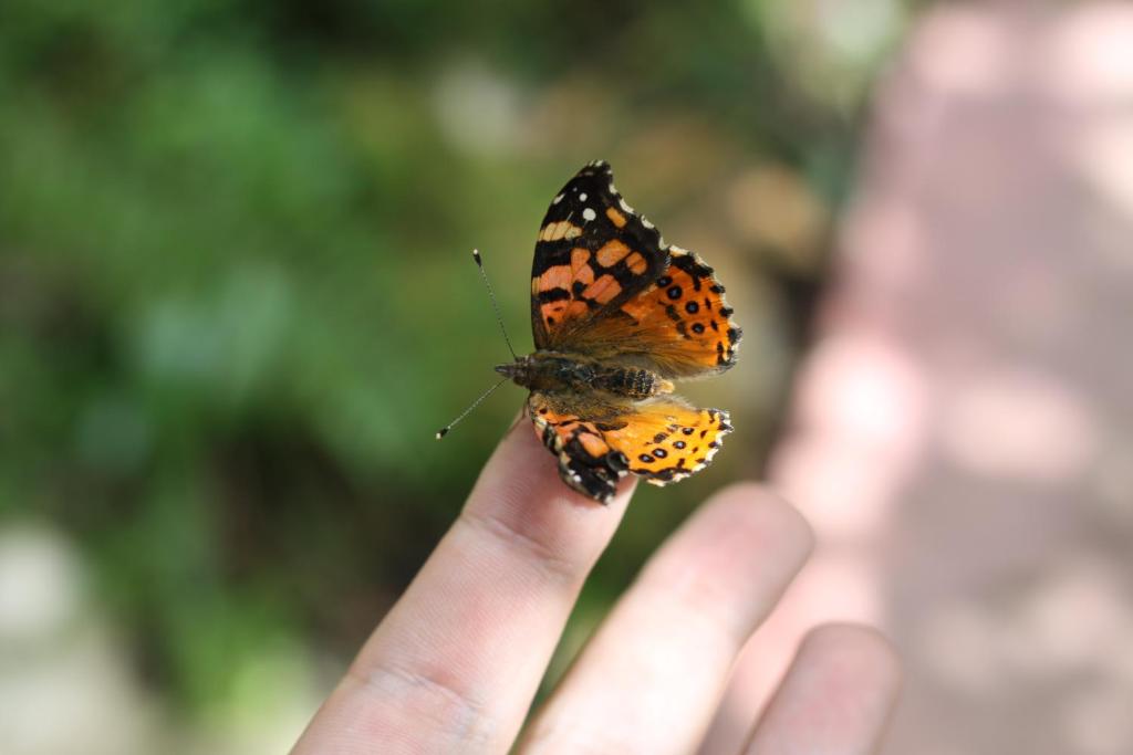 Posada Ecoturistica Rogitama room 2