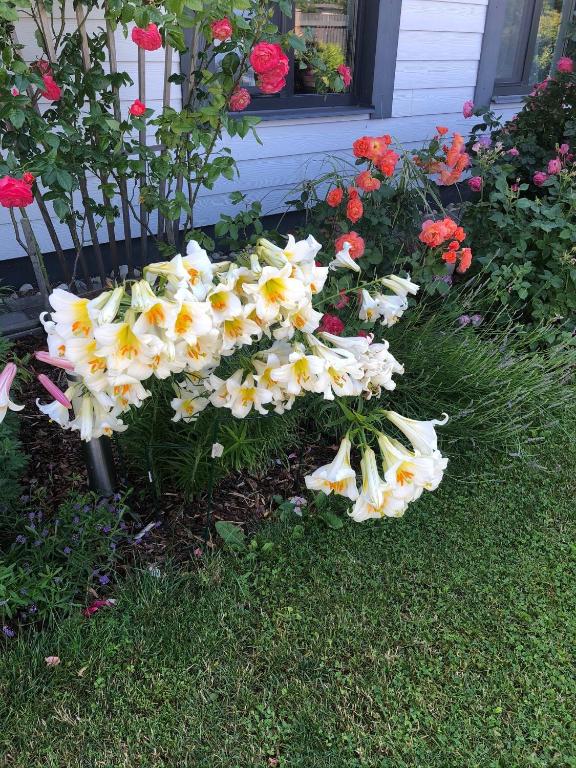 Privatmaja-studiodzivoklis room 2