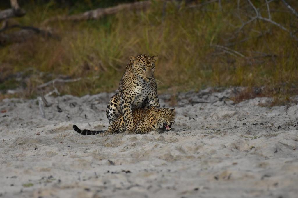Thamaravila Wilpattu - Luxury Glamping Retreat room 3