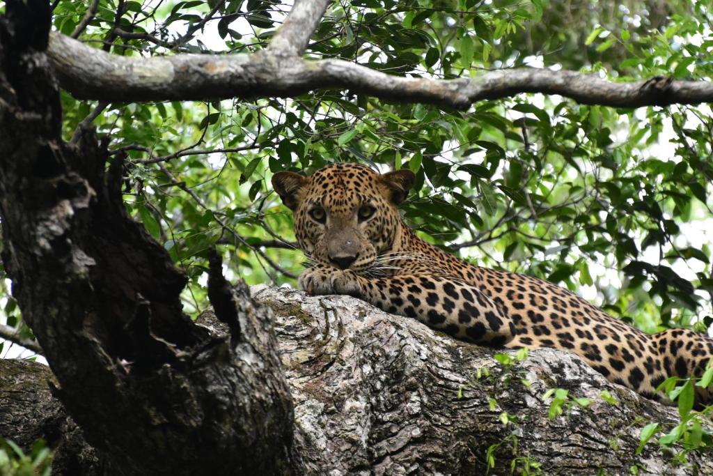 Thamaravila Wilpattu - Luxury Glamping Retreat room 4