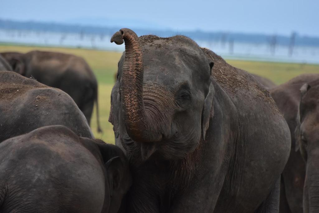 Thamaravila Wilpattu - Luxury Glamping Retreat room 5