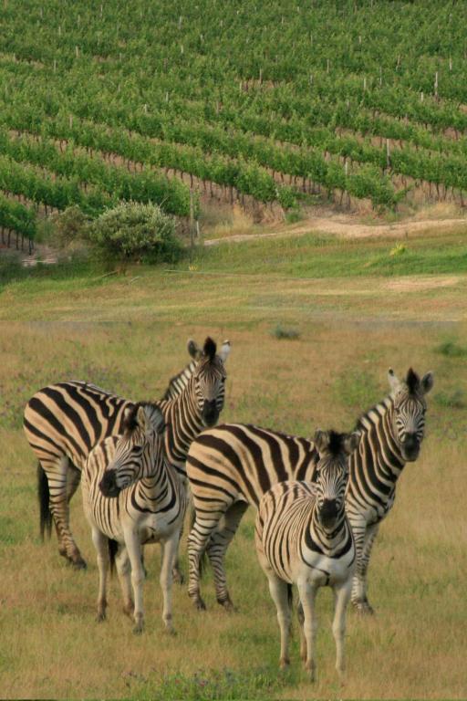 Wildlife Retreat on a Wine-Farm room 4