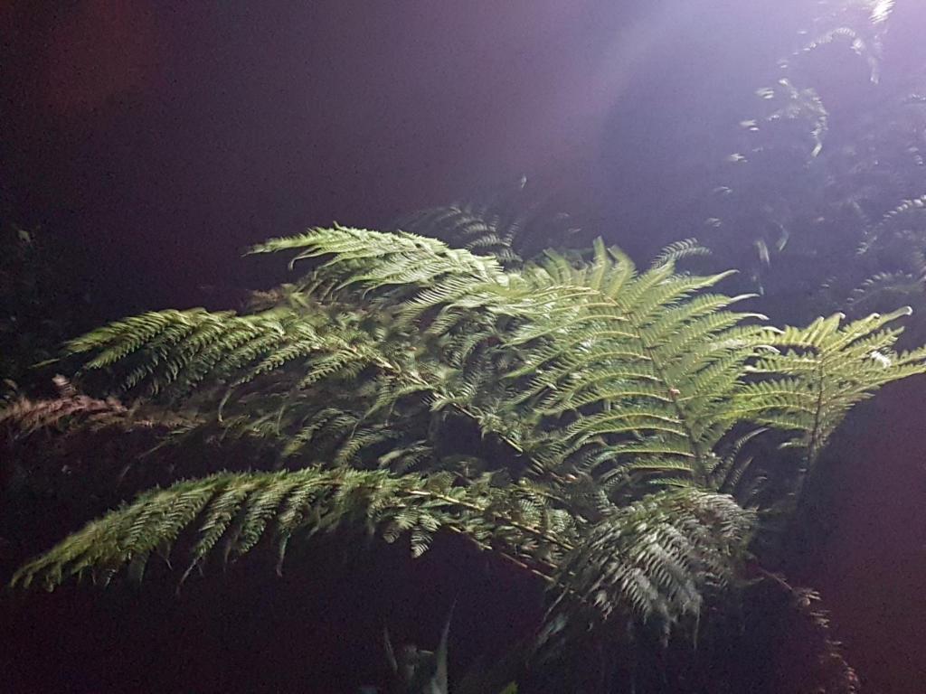 Willow Ellipsis room 1