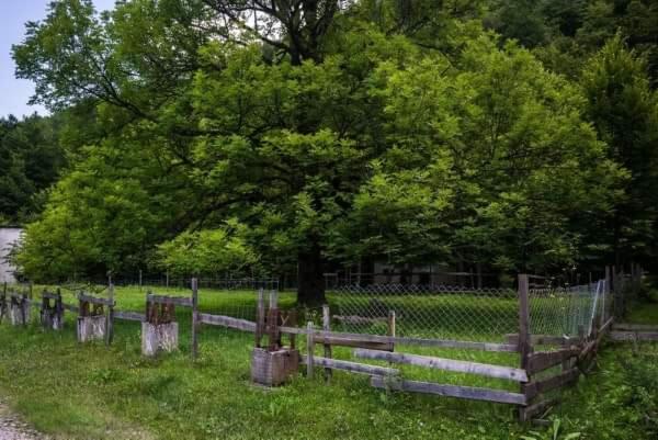 Яворова лъка room 1