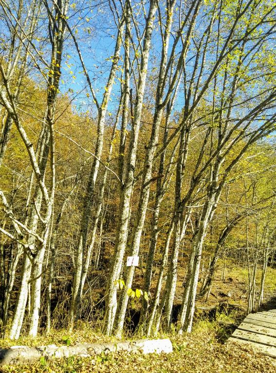 Яворова лъка room 3